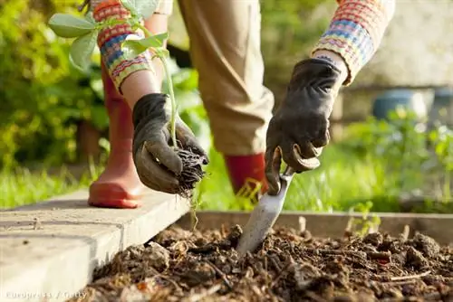 Надежные советы по садоводству для начинающих