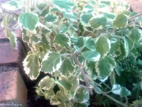 Вот как сделать средство от комаров, если вы собираетесь на вечеринку на открытом воздухе