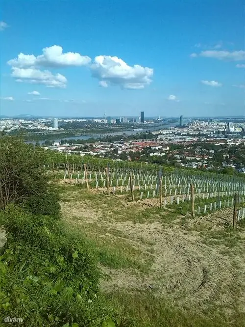 Вот что видит австрийский производитель вина