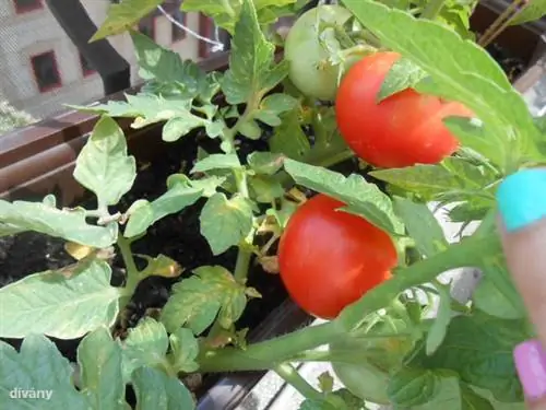 599539 10151799129296289 1730552410 нет