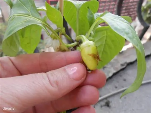 970326 10151745792026289 689229946 н