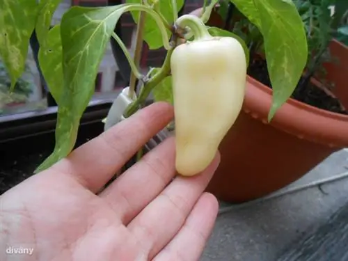 1016736 10151795010741289 194931827 нет