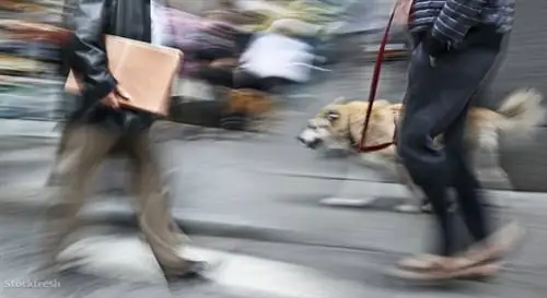 Stockfresh 568422 выгул собак размерM