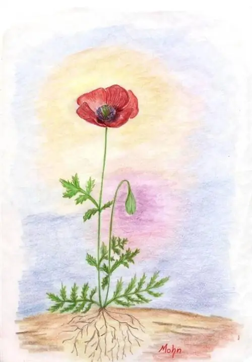 Они много рисуют