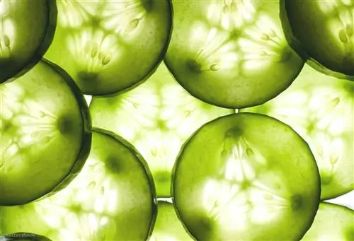 9 причин, почему вы полюбите огурцы