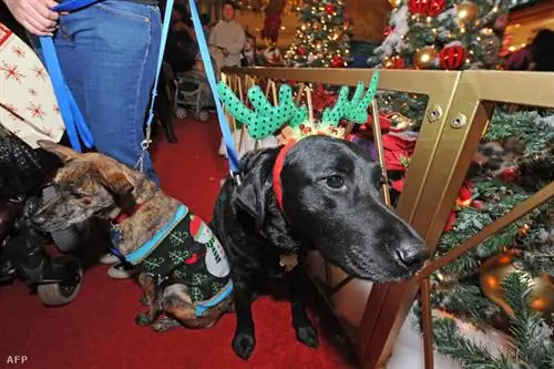 Фото: Робин Бек