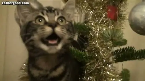 Вот как Рождество может быть безопасным для животных