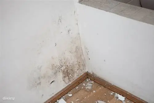 01-petilakasa-131202-IMG 1315