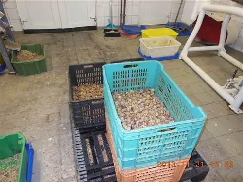 Избегайте этих каштановых масс