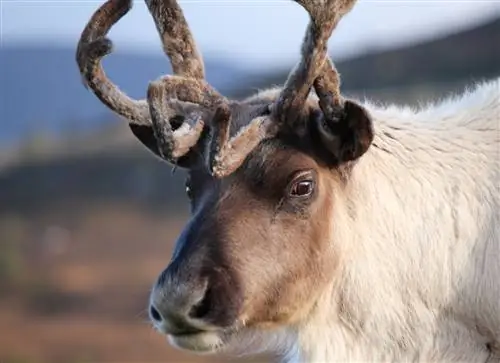 Это НЕ то, что ребенок просит на Рождество