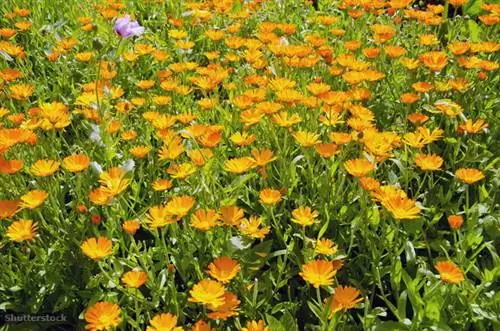 Затвор 118341394