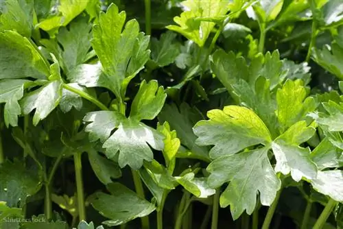 жалюзи 137778083