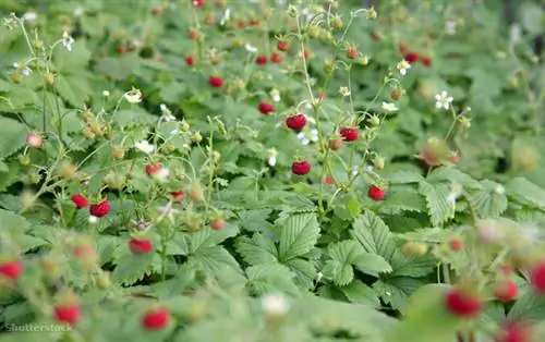 жалюзи 146043527