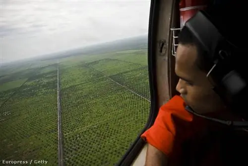 Пальмовая плантация с воздуха на Суматре