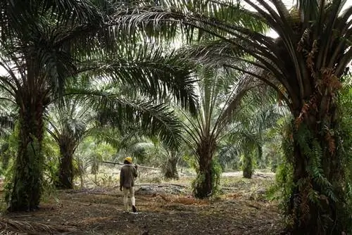 Мы истребляем наших ближайших родственников из-за пальмового масла