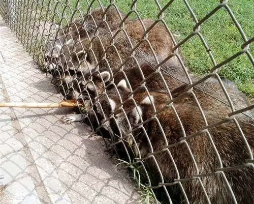 «Скучающие еноты» также приветствуются в Veresegyház