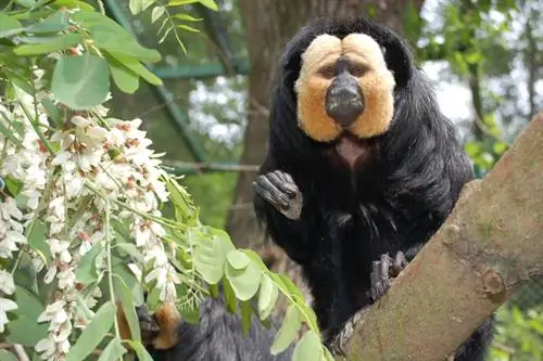 Так выглядит взрослый самец сатанинской обезьяны в Ньиредьхазе