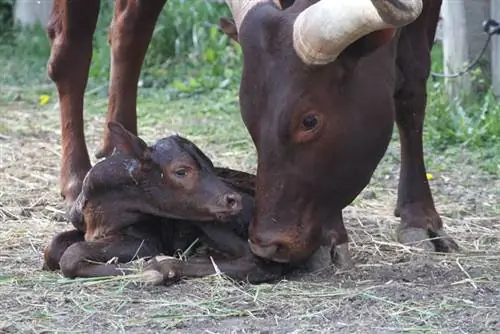 Эти щенки стоят того, чтобы отправиться в путешествие