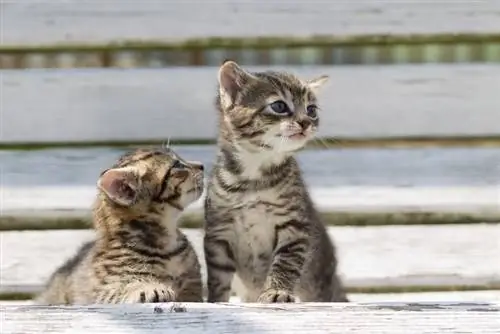 Мы знаем, почему многих людей впечатляют фотографии милых котят