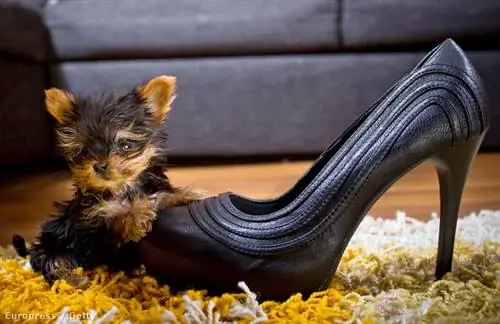 Фото: Barcroft Media/Europress/Getty