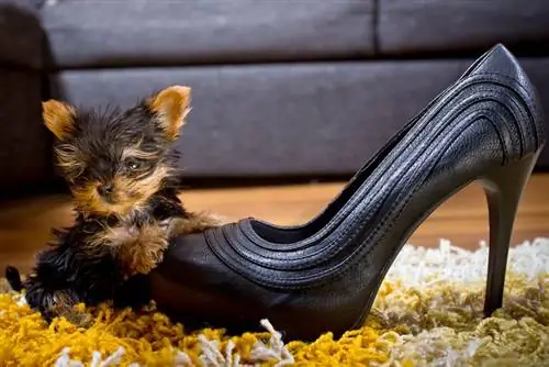 Мы сами виноваты, что ходим в неудобной обуви