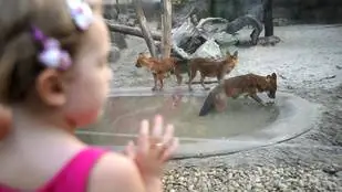 Даже животные ночуют в течение недели