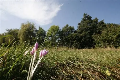 Священнический луг