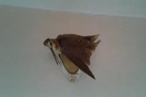 Образ обманчив, птица мертва, но не одинока. Можно взять всю команду за 15 тысяч