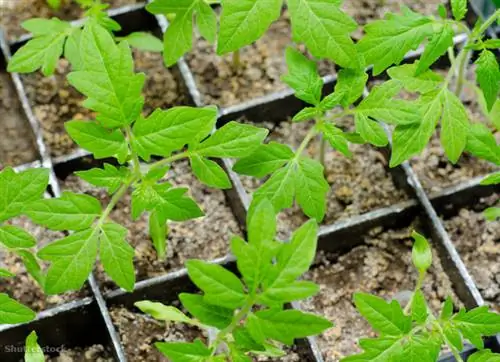 жалюзи 121509079