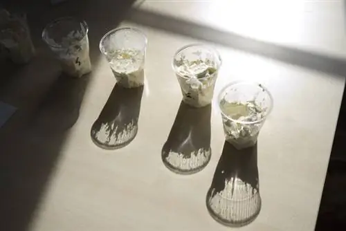 Тест: могут ли взбитые сливки быть вкусными из бутылки?