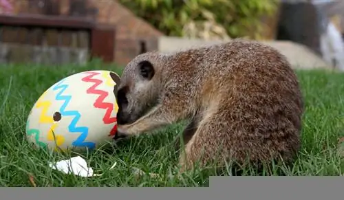 Побег в деревню и за границу на Пасху