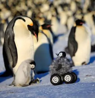 Нет ничего милее детеныша робота-пингвина