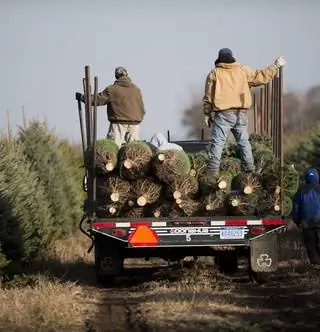 Хотите заказать елку домой? может просто дорого