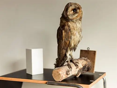 Да, это тот белый кусок дерева