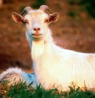 Вот почему кашемир стоит дорого