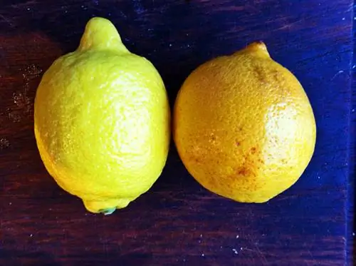 Лимон слева, лимон Мейера справа