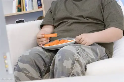 жалюзи 110932541