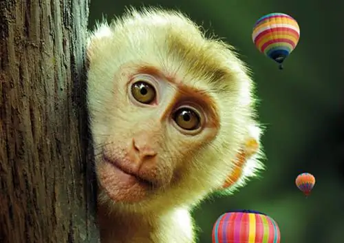 Плакат "Приключение в джунглях"