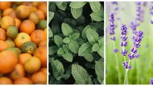 5 ароматов, положительно влияющих на ваше тело