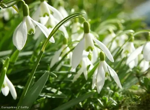 Гетти Изображения 114514910