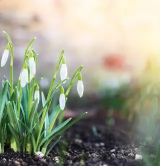 Сохраните первый предвестник весны, снежный цветок, вот так