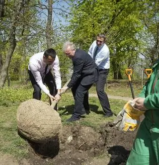 Давайте посадим дерево, когда родится каждый ребенок