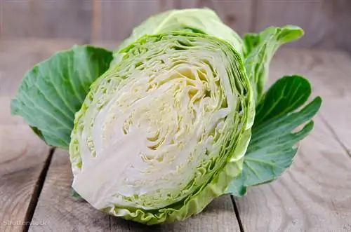 жалюзи 215514991