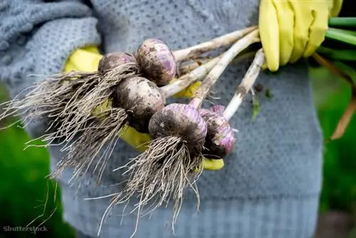 затвор 227647219