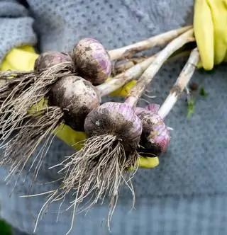 Кухонные отходы? Прохладный! Пересмотрено выращивание овощей, только в небольших масштабах