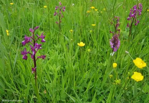 Вино из болотного барана