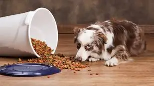 Здесь вы можете купить самый дешевый корм для собак