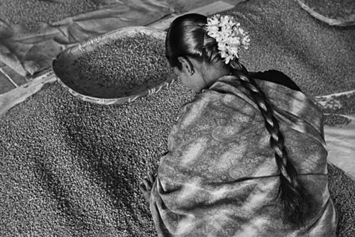 Женщина выбирает экспортное качество. Allana Coffee Curing Works. Штат Карнатака, Индия, 2003 г Женщина выбирает экспортное качество. Allana Coffee Curing Works. Штат Карнатака, Индия, 2003 г