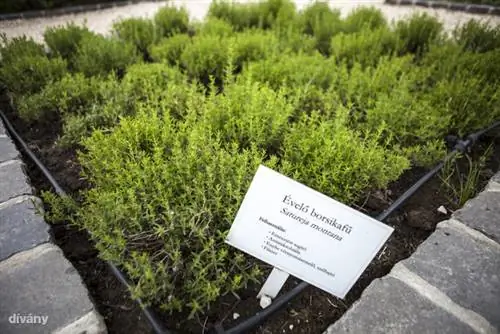 На 11 га произрастает 30-35 видов растений