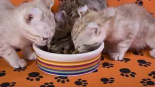 Здесь стоит покупать корм для кошек